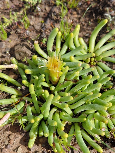 Mesembryanthemum resurgens