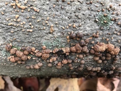 Cosmospora viridescens