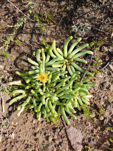 Mesembryanthemum resurgens