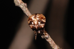 Phoroncidia quadrata