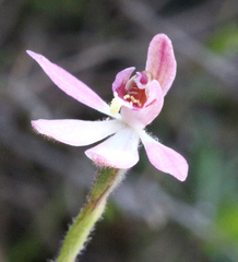 Caladenia bartlettii