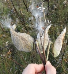 Asclepias syriaca