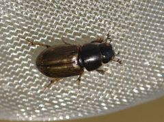 Melinopterus consputus