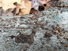 Cosmospora viridescens