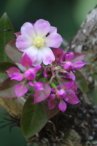 Pereskia grandifolia ssp. violacea