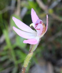 Caladenia bartlettii