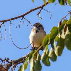 Chondestes grammacus