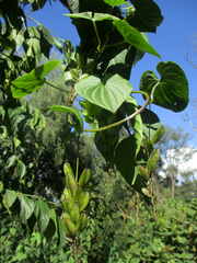 Dioscorea galeottiana