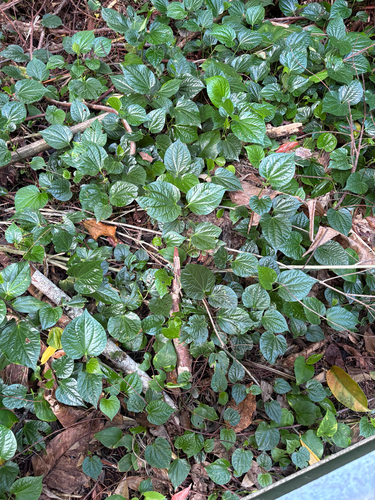 Piper sarmentosum observed 2025-08-04