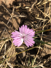 Dianthus strictus
