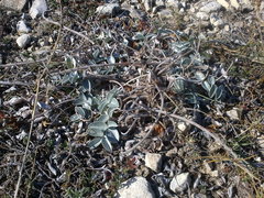 Hedysarum candidum