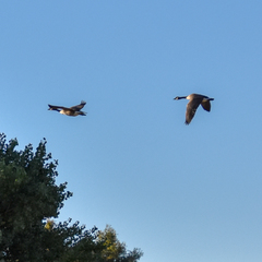 Branta canadensis