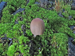Coprinellus angulatus