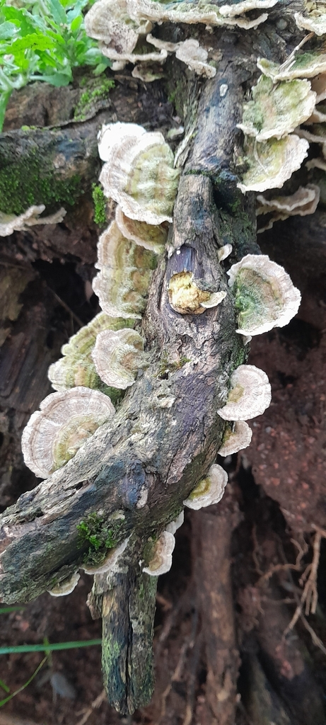 Trametes villosa · August 2025 · photo: © rafaperazzolo (iNaturalist, cc-by)