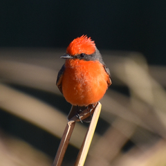 Pyrocephalus rubinus