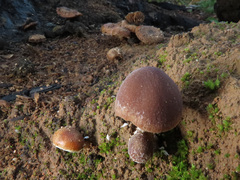 Psathyrella pennata