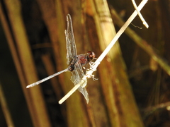 Erythemis