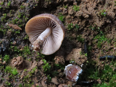 Psathyrella pennata