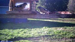 Coccothraustes vespertinus brooksi