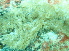 Lebrunia neglecta