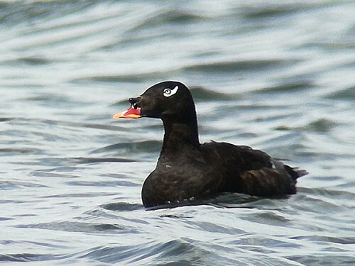 negrola-de-stejneger (Melanitta stejnegeri)