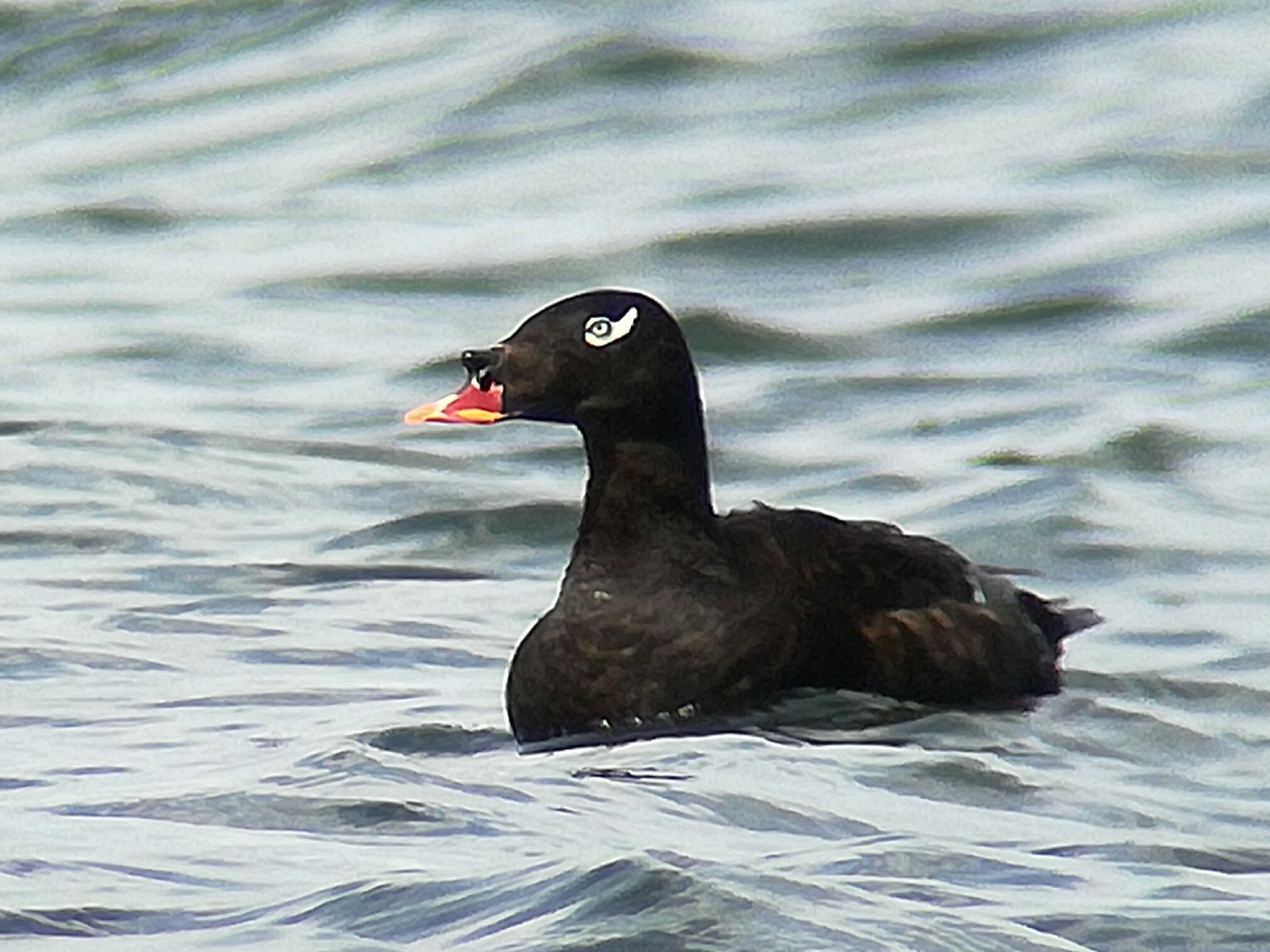 Stejneger's Scoter (Melanitta stejnegeri)