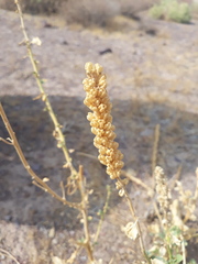 Angiospermae