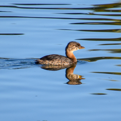 Podilymbus podiceps