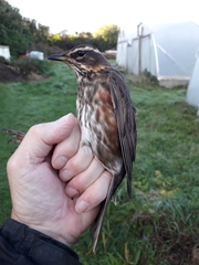 Turdus iliacus coburni