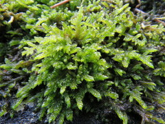 Hypnum jutlandicum
