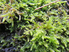 Hypnum jutlandicum
