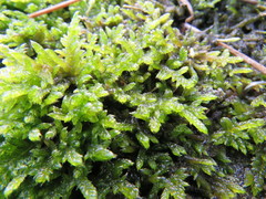 Hypnum jutlandicum