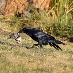 Corvus corax