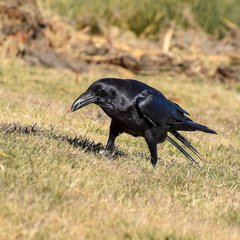 Corvus corax