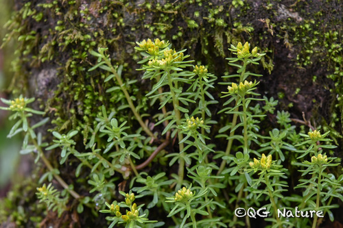 Sedum latentibulbosum