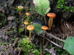 Loreleia postii