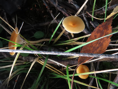 Loreleia postii
