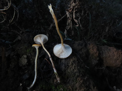 Loreleia postii