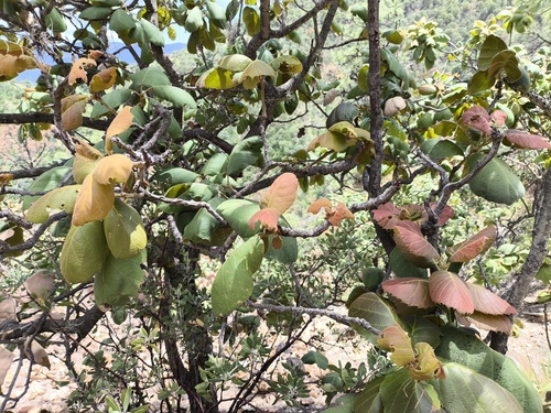 Tarahumaran Oak (Quercus tarahumara)
