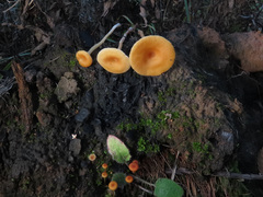 Loreleia postii