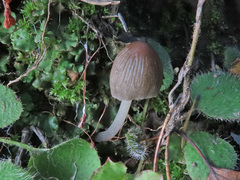 Coprinellus angulatus