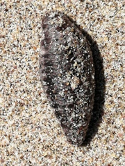 Actinopoda