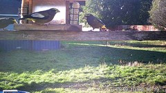 Coccothraustes vespertinus brooksi