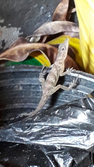 Anolis aeneus