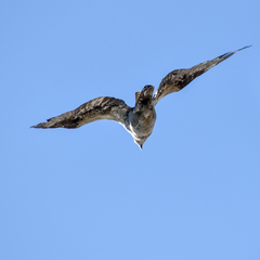 Pandion haliaetus
