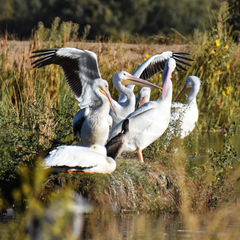Pelecanus erythrorhynchos