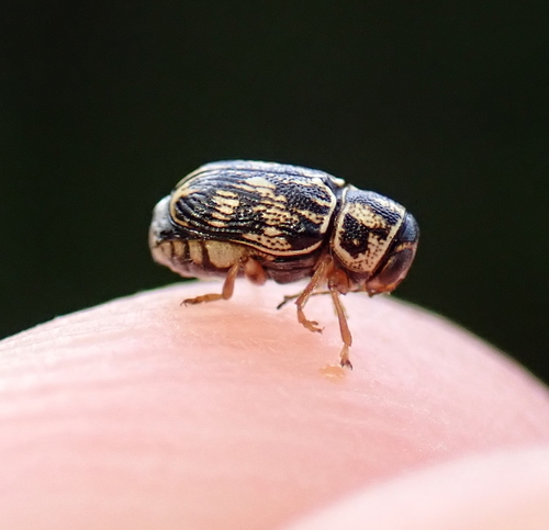 Pachybrachis obsoletus