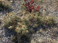 Ptilostemon echinocephalus
