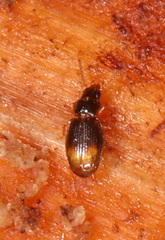 Mioptachys flavicauda