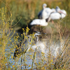 Ardea herodias
